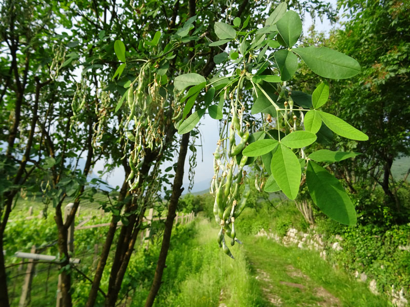 Laburnum anagyroides - Fabaceae